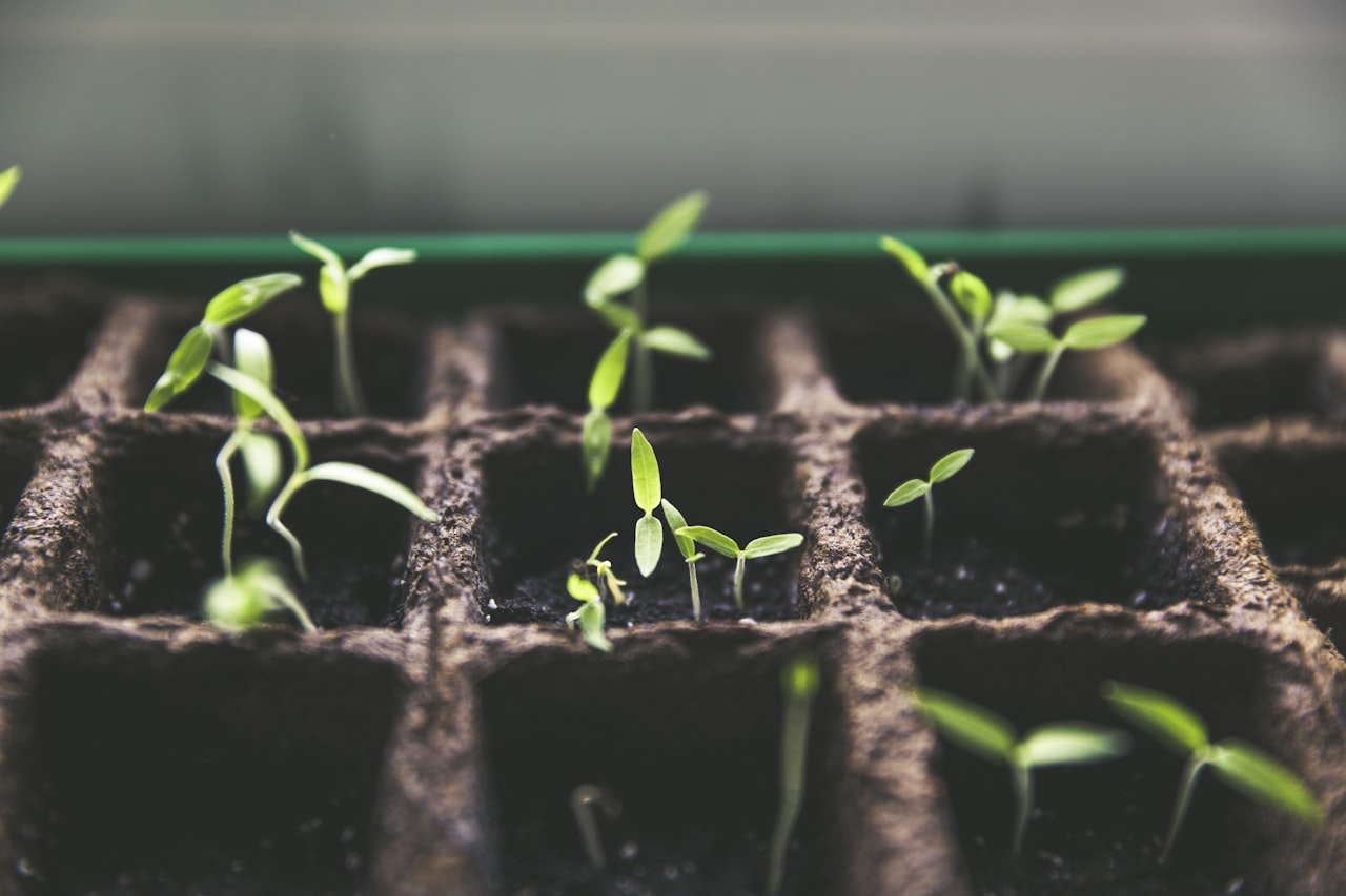 Weelderige groene border met gevarieerde beplanting