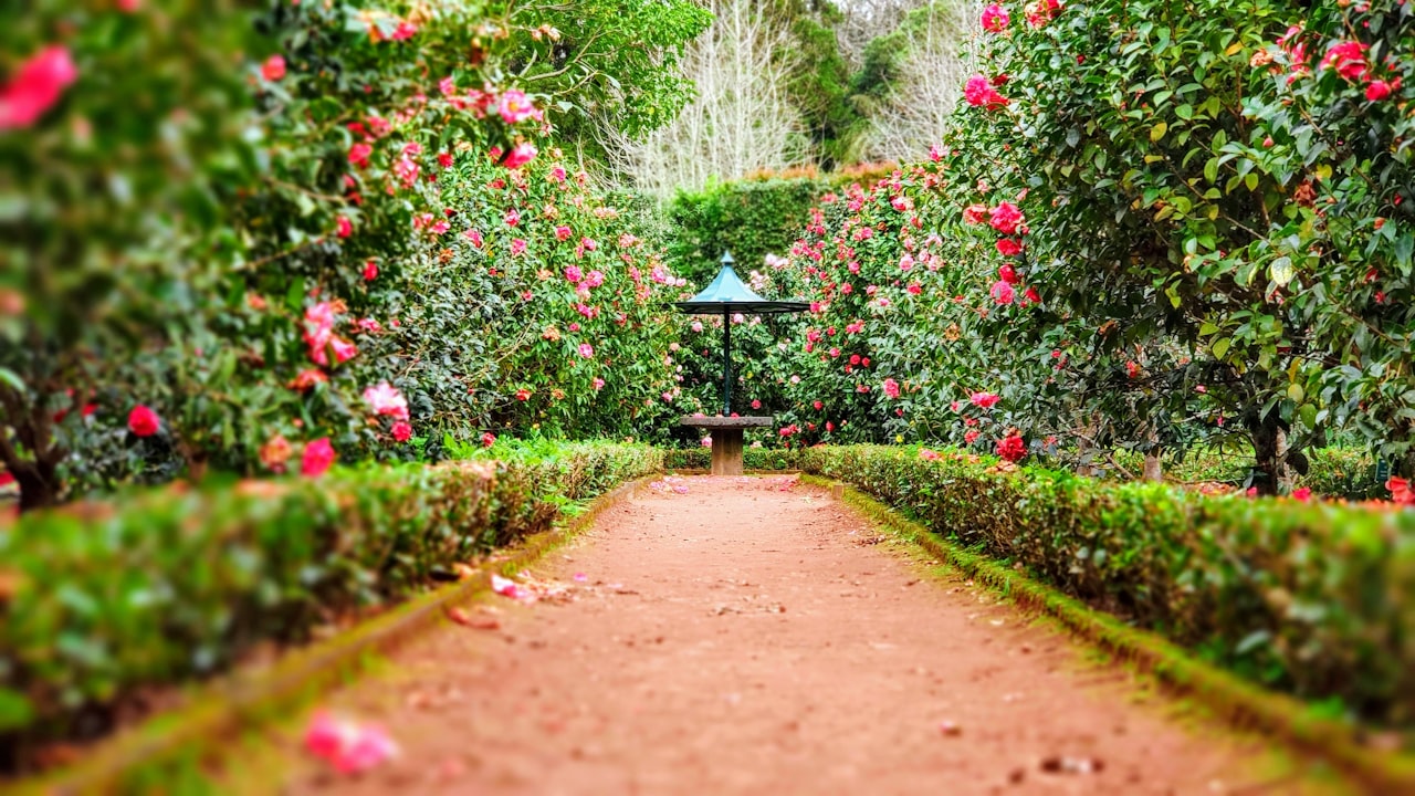 Border met bloeiende vaste planten