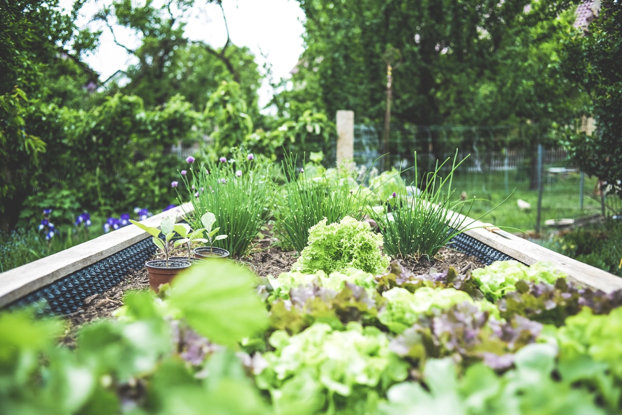 Onderhouden gazon met nette borders